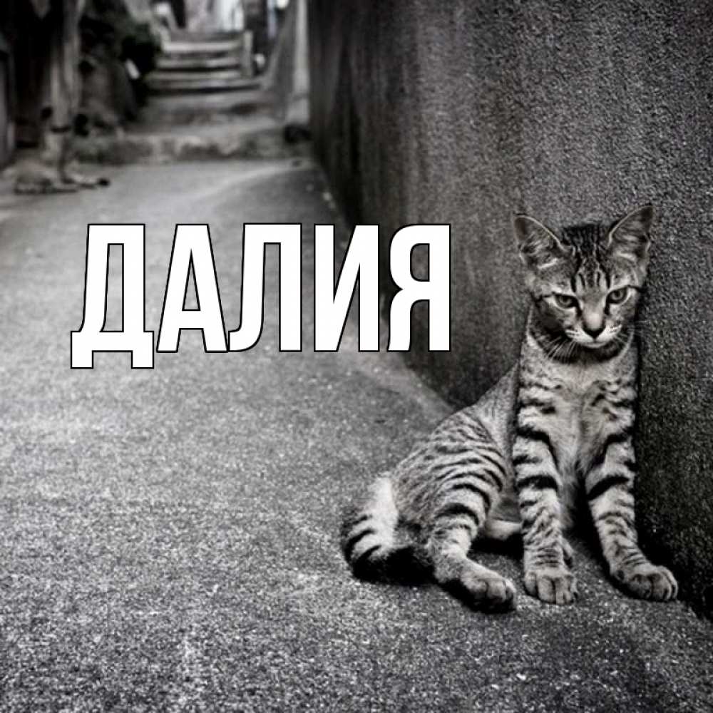 Открытка на каждый день с именем, Далия Главная скучающий котик Прикольная открытка с пожеланием онлайн скачать бесплатно 