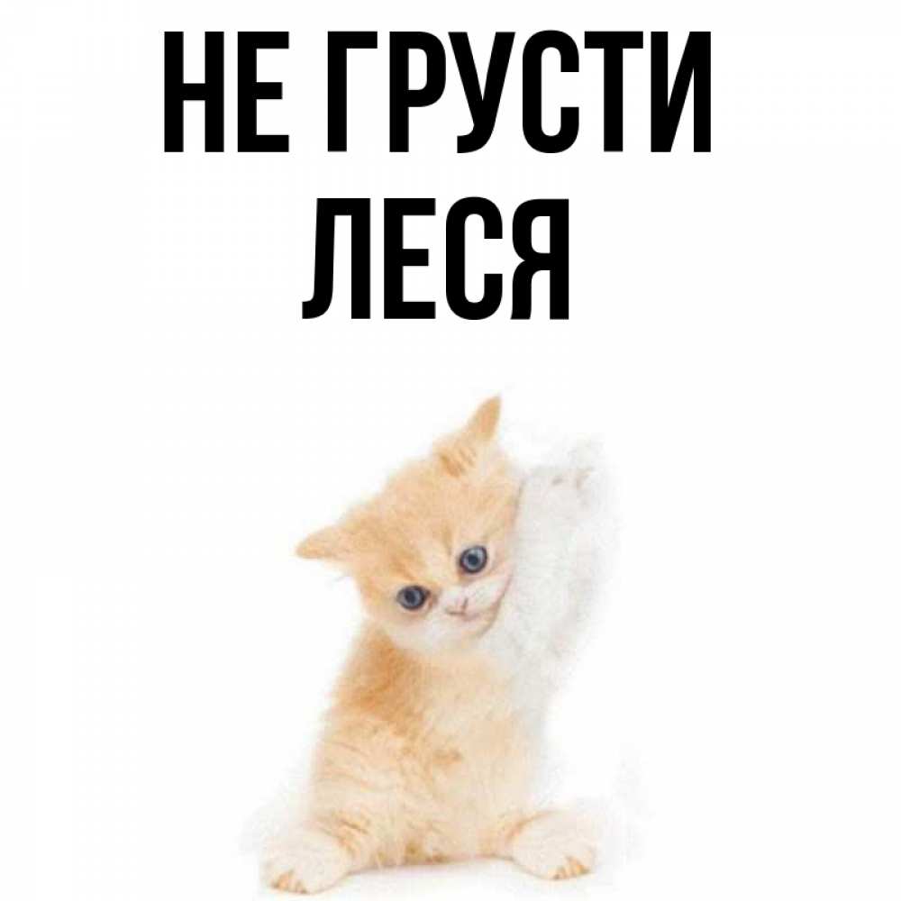 Открытка на каждый день с именем, Леся Не грусти просящий кот Прикольная открытка с пожеланием онлайн скачать бесплатно 