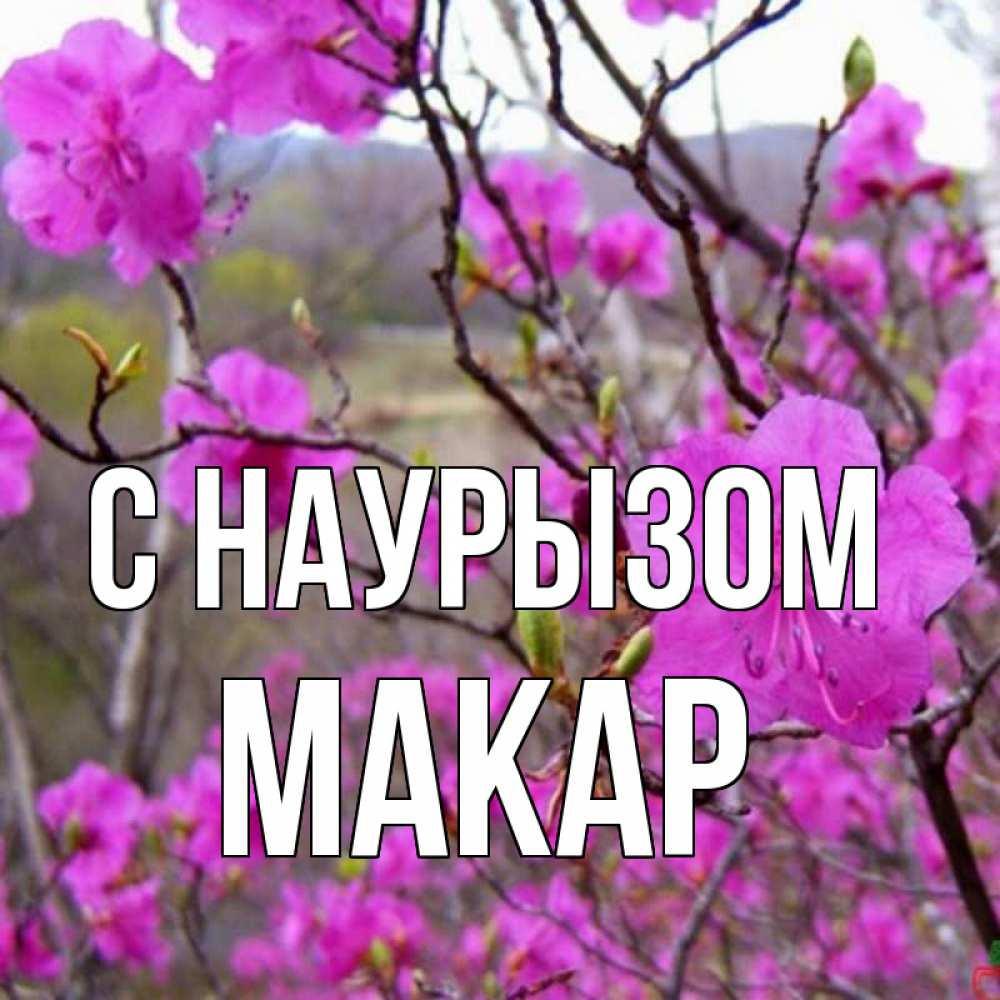 Открытка на каждый день с именем, Макар С наурызом праздник весны наурыз Прикольная открытка с пожеланием онлайн скачать бесплатно 
