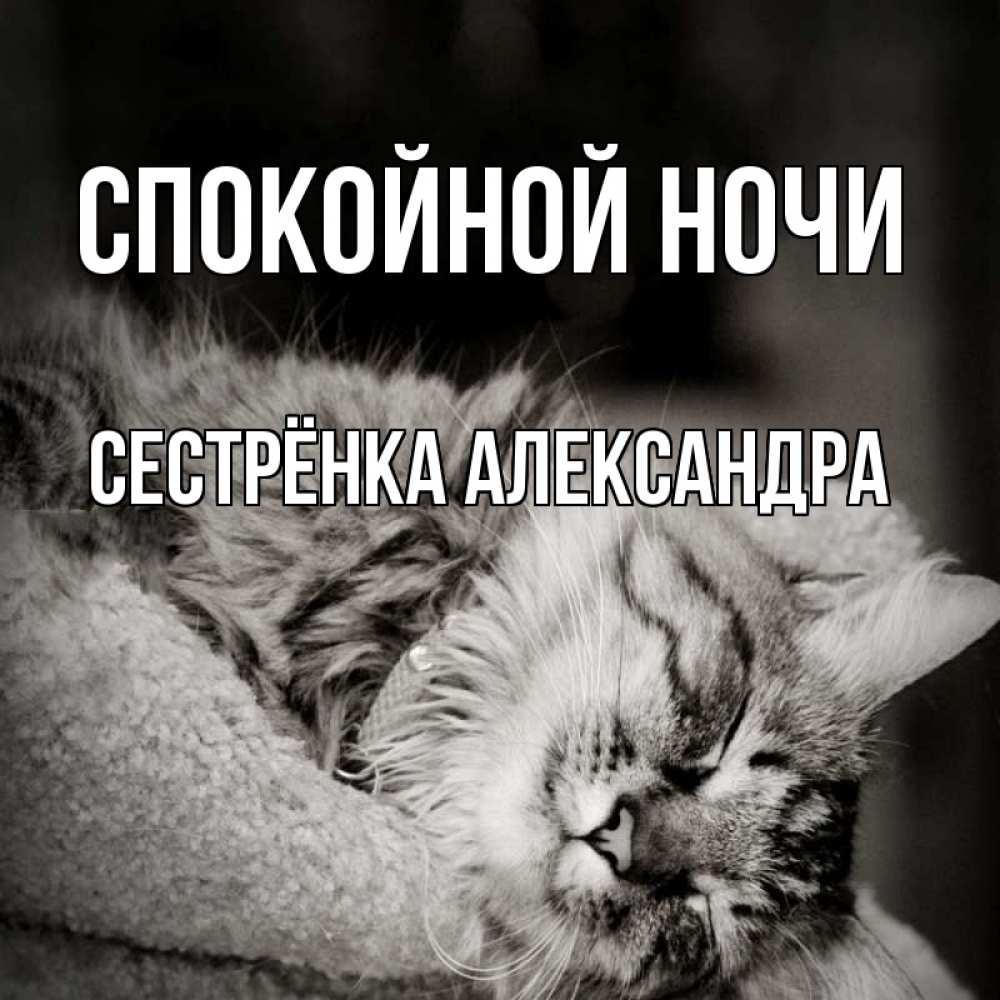 Открытка на каждый день с именем, Сестрёнка-Александра Спокойной ночи котярик пушистый Прикольная открытка с пожеланием онлайн скачать бесплатно 