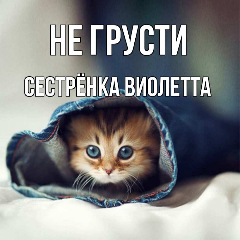 Открытка на каждый день с именем, Сестрёнка-Виолетта Не грусти кот в одежде Прикольная открытка с пожеланием онлайн скачать бесплатно 