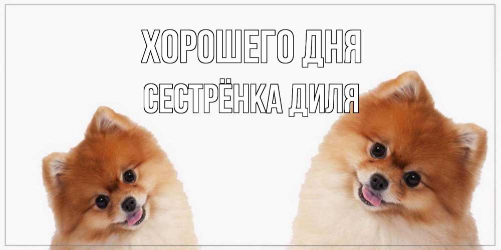 Открытка на каждый день с именем, Сестрёнка-Диля Хорошего дня собачки желают прекрасного дня Прикольная открытка с пожеланием онлайн скачать бесплатно 