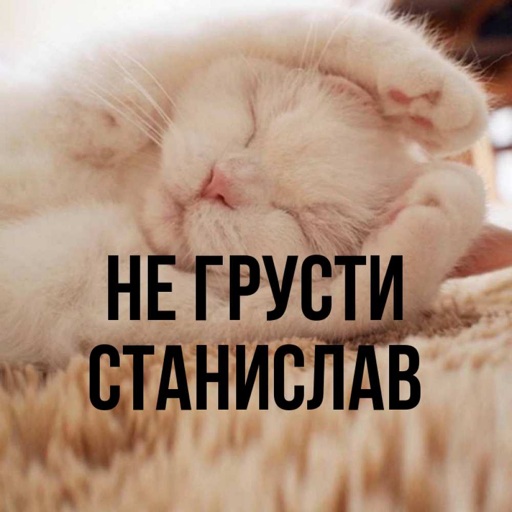 Открытка на каждый день с именем, Станислав Не грусти Котенок спит Прикольная открытка с пожеланием онлайн скачать бесплатно 