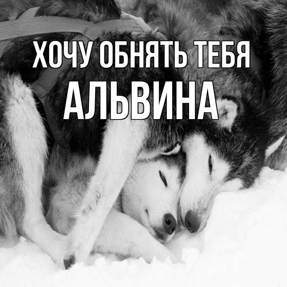Открытка на каждый день с именем, Альвина Хочу обнять тебя собачки в упряжке Прикольная открытка с пожеланием онлайн скачать бесплатно 