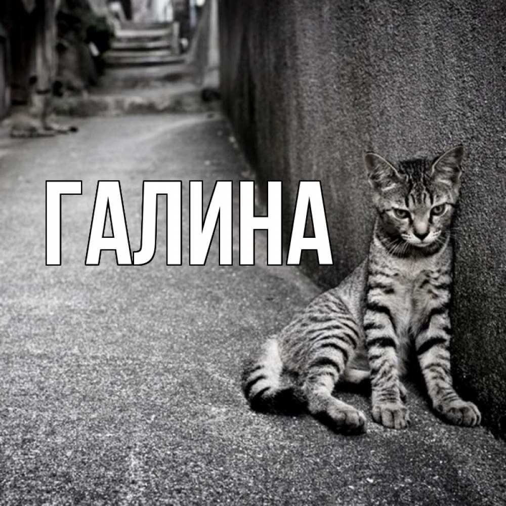 Открытка на каждый день с именем, Галина Главная одиноко котику Прикольная открытка с пожеланием онлайн скачать бесплатно 