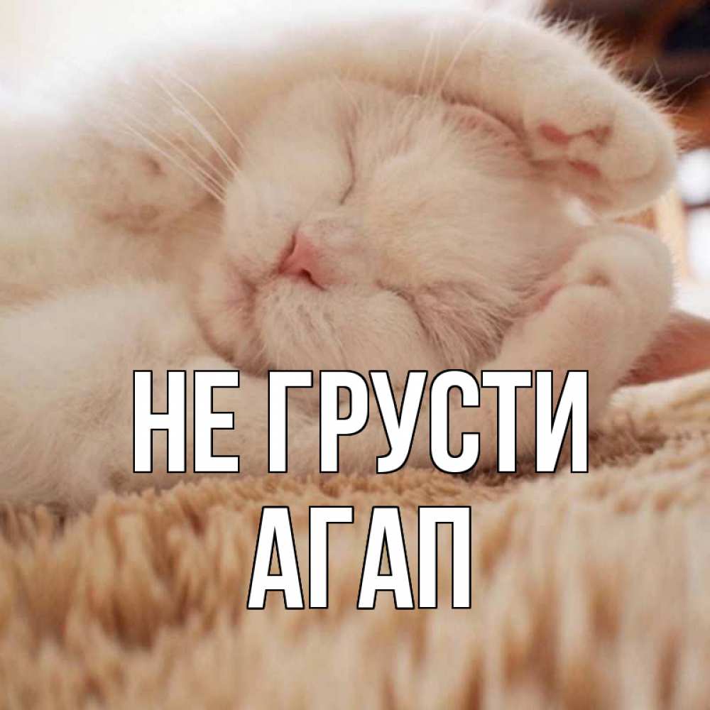 Открытка на каждый день с именем, Агап Не грусти белый кот Прикольная открытка с пожеланием онлайн скачать бесплатно 