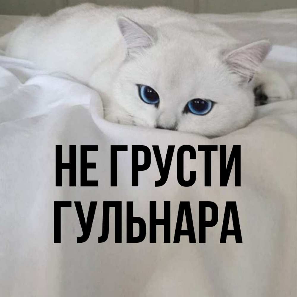 Открытка на каждый день с именем, Гульнара Не грусти Голубоглазая кошка Прикольная открытка с пожеланием онлайн скачать бесплатно 