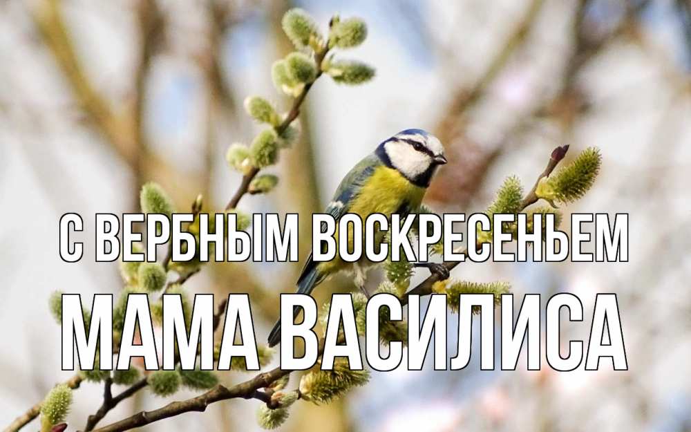 Открытка на каждый день с именем, Мама-Василиса С вербным воскресеньем верба Прикольная открытка с пожеланием онлайн скачать бесплатно 