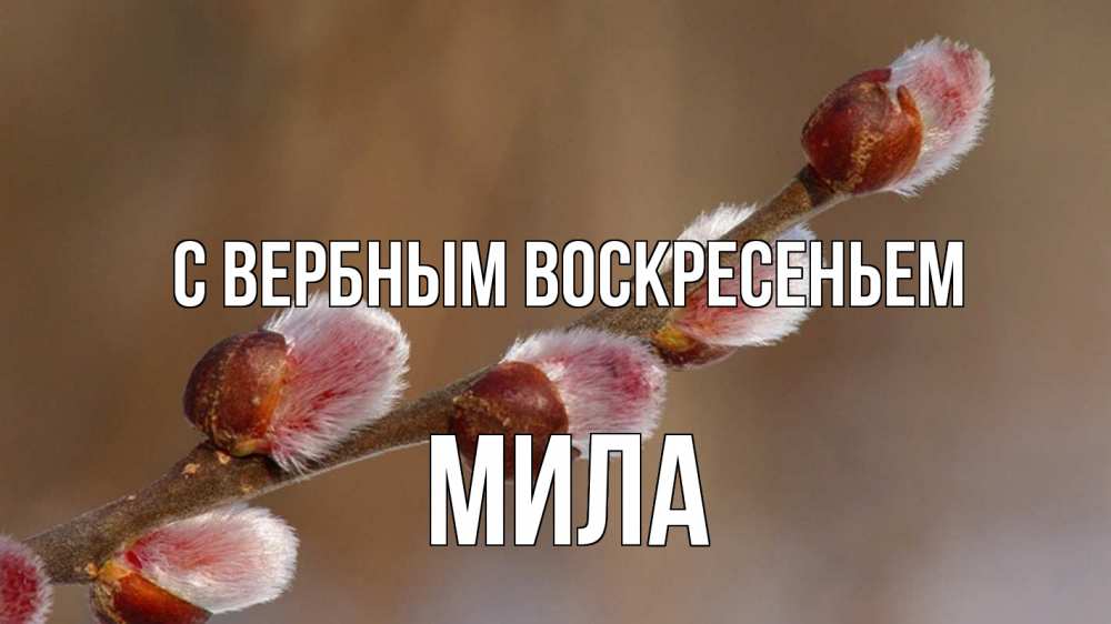 Открытка на каждый день с именем, Мила С вербным воскресеньем верба Прикольная открытка с пожеланием онлайн скачать бесплатно 