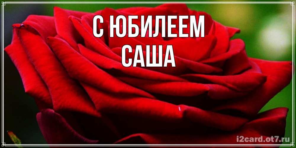 Открытка на каждый день с именем, Саша С юбилеем розочка очень красивая Прикольная открытка с пожеланием онлайн скачать бесплатно 