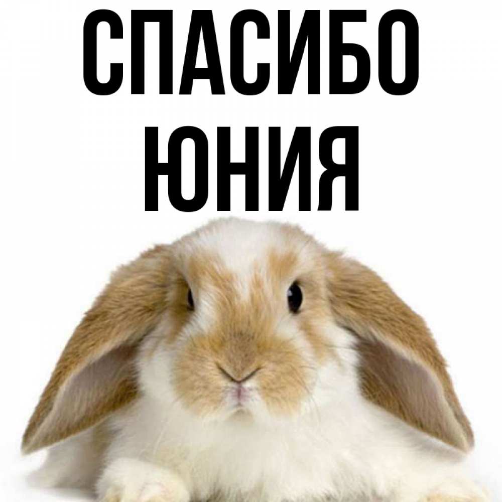 Открытка на каждый день с именем, Юния Спасибо коричнево белый заяц Прикольная открытка с пожеланием онлайн скачать бесплатно 