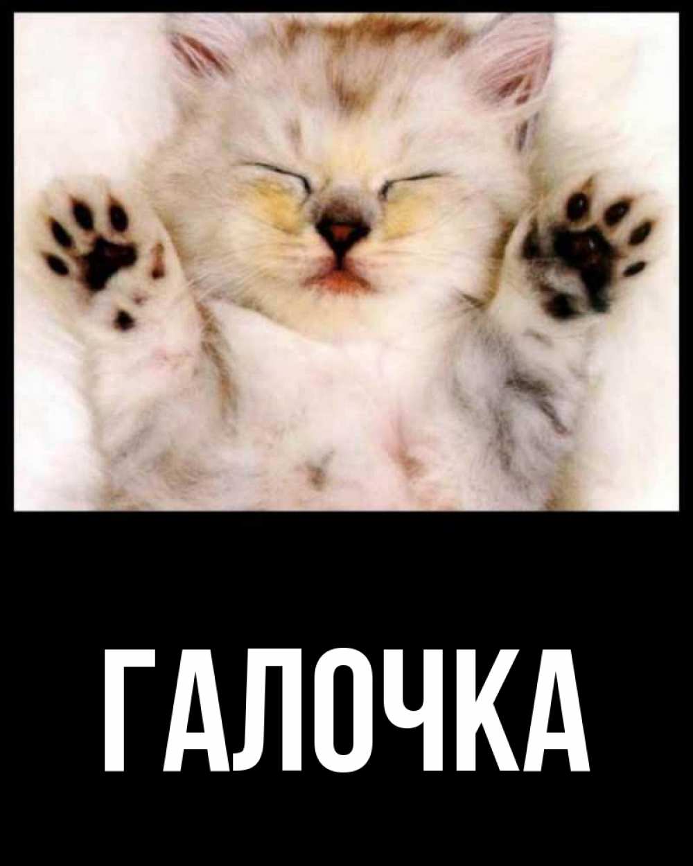 Открытка на каждый день с именем, Галочка Главная маленький котенок Прикольная открытка с пожеланием онлайн скачать бесплатно 