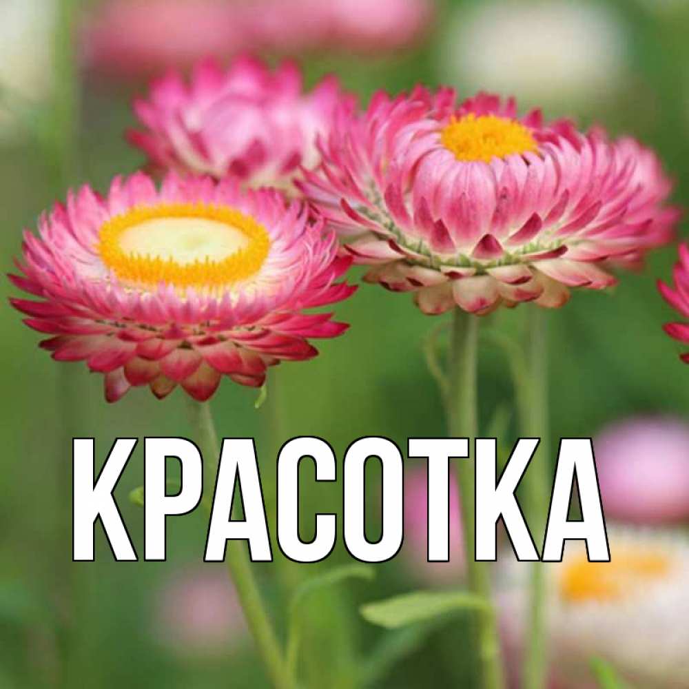 Открытка на каждый день с именем, красотка Главная подарок на международный женский день Прикольная открытка с пожеланием онлайн скачать бесплатно 