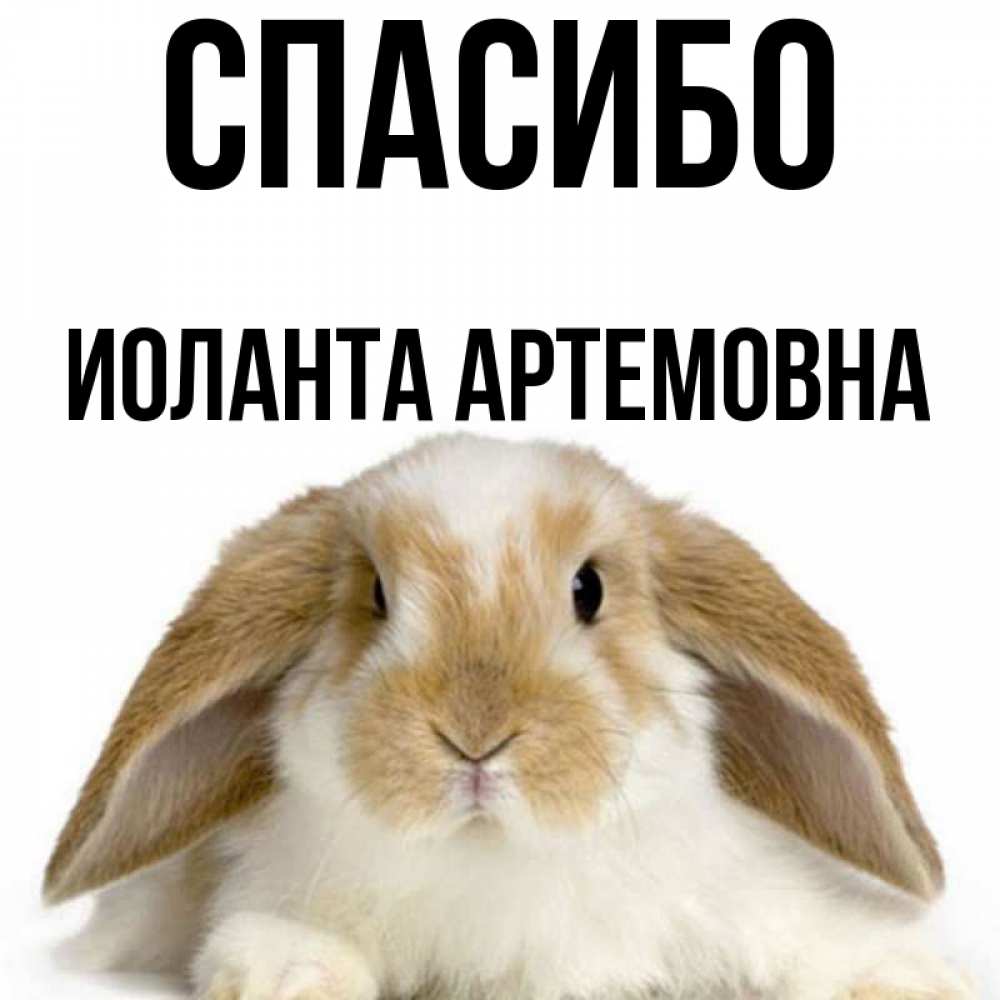 Спасибо Заяц