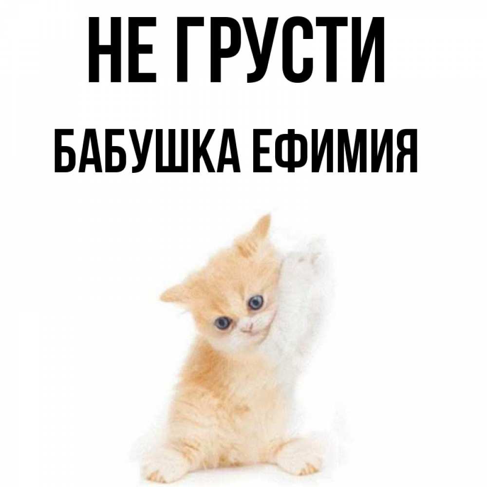 Открытка на каждый день с именем, Бабушка-Ефимия Не грусти просящий кот Прикольная открытка с пожеланием онлайн скачать бесплатно 