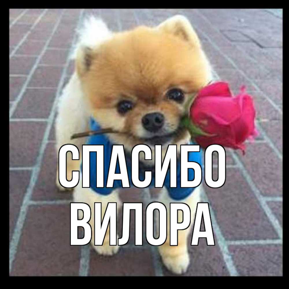 Открытка на каждый день с именем, Вилора Спасибо спасибо и дарю тебе цветок Прикольная открытка с пожеланием онлайн скачать бесплатно 