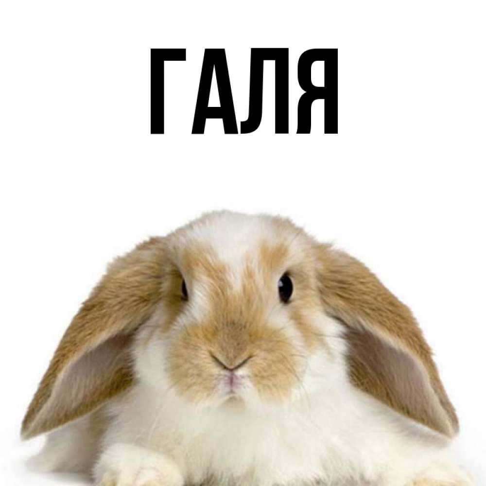 Картинки с именем галя прикольные
