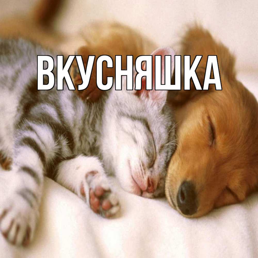 Открытка на каждый день с именем, Вкусняшка Главная пес и котенок Прикольная открытка с пожеланием онлайн скачать бесплатно 