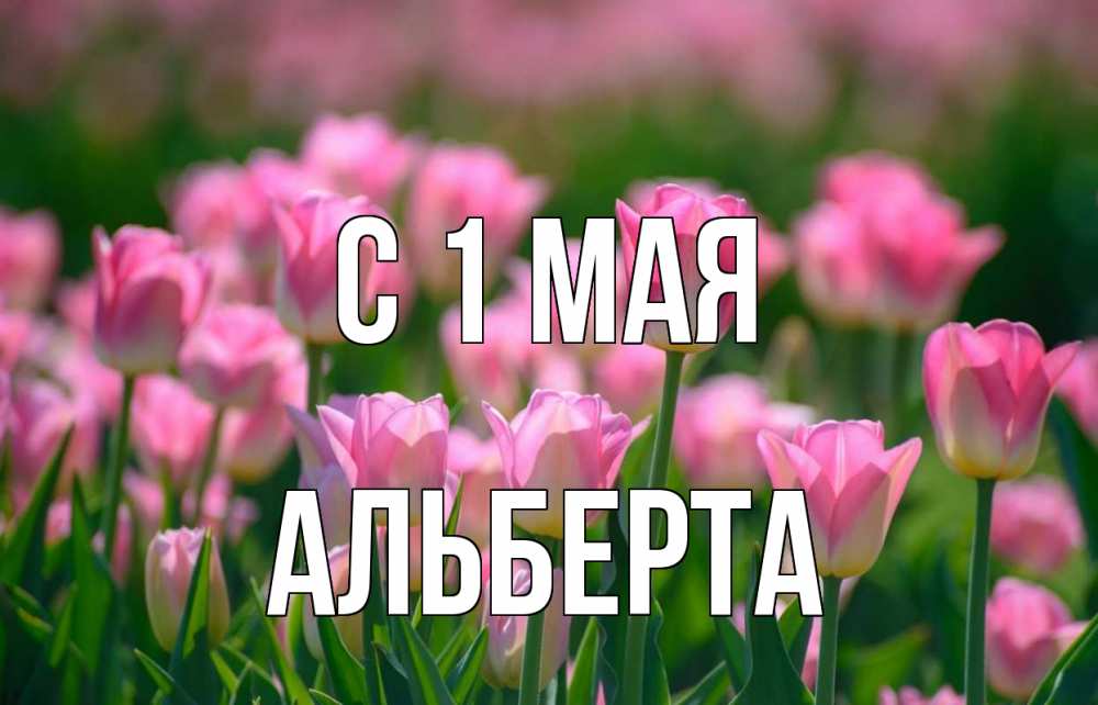 Открытка на каждый день с именем, Альберта С 1 мая С 1 мая Прикольная открытка с пожеланием онлайн скачать бесплатно 