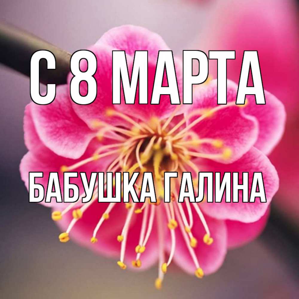 Открытка на каждый день с именем, Бабушка-Галина С 8 МАРТА цветы Прикольная открытка с пожеланием онлайн скачать бесплатно 