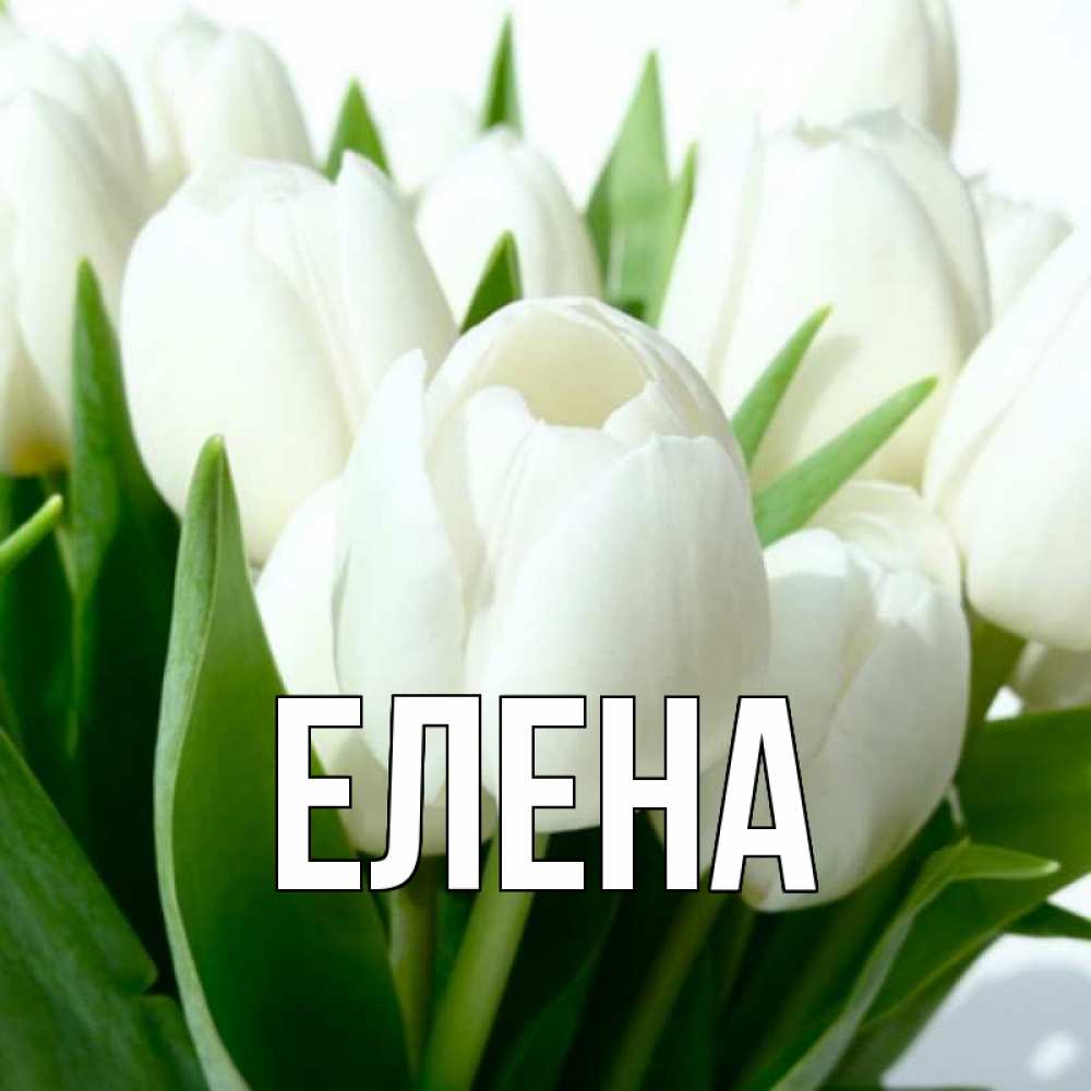 Открытка на каждый день с именем, Елена Главная цветы Прикольная открытка с пожеланием онлайн скачать бесплатно 