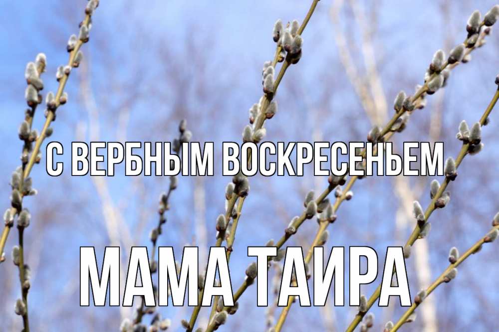 Открытка на каждый день с именем, Мама-Таира С вербным воскресеньем верба Прикольная открытка с пожеланием онлайн скачать бесплатно 