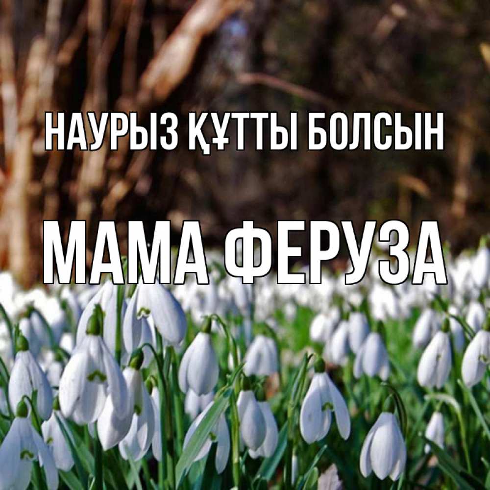 Открытка на каждый день с именем, Мама-Феруза Наурыз құтты болсын с подснежниками 1 Прикольная открытка с пожеланием онлайн скачать бесплатно 