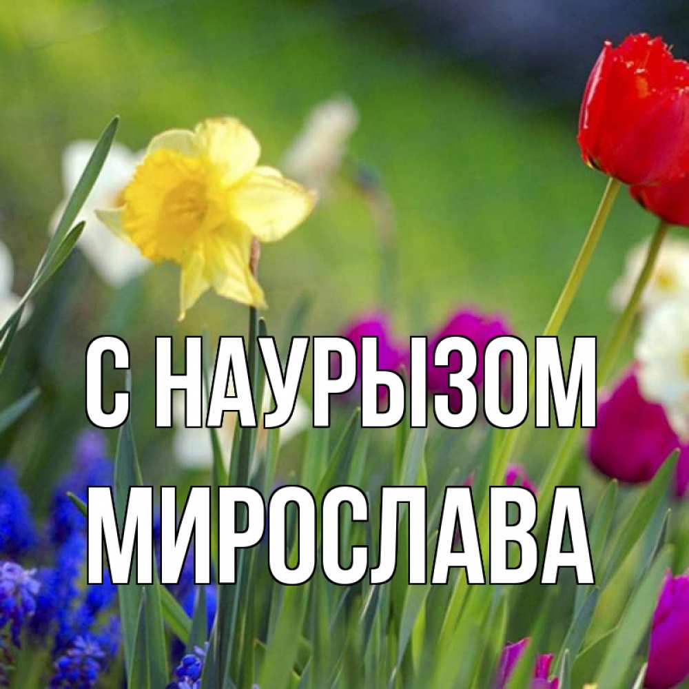 Открытка на каждый день с именем, Мирослава С наурызом праздник весны наурыз 3 Прикольная открытка с пожеланием онлайн скачать бесплатно 
