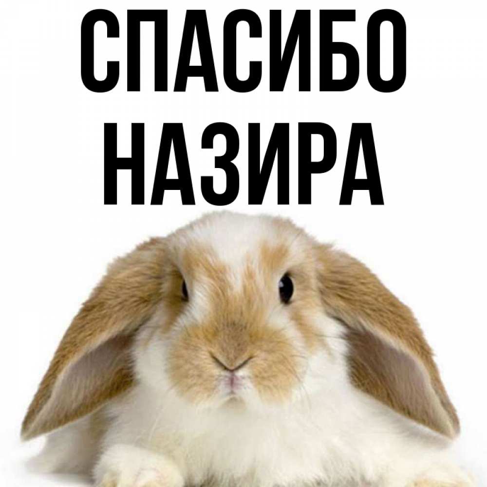 Открытка на каждый день с именем, Назира Спасибо коричнево белый заяц Прикольная открытка с пожеланием онлайн скачать бесплатно 