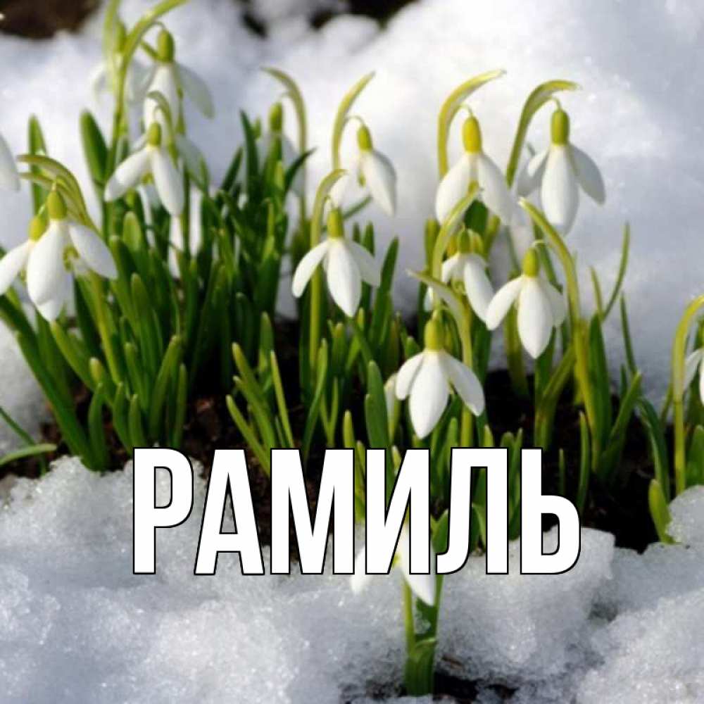 Открытка на каждый день с именем, Рамиль Главная цветы весенние Прикольная открытка с пожеланием онлайн скачать бесплатно 