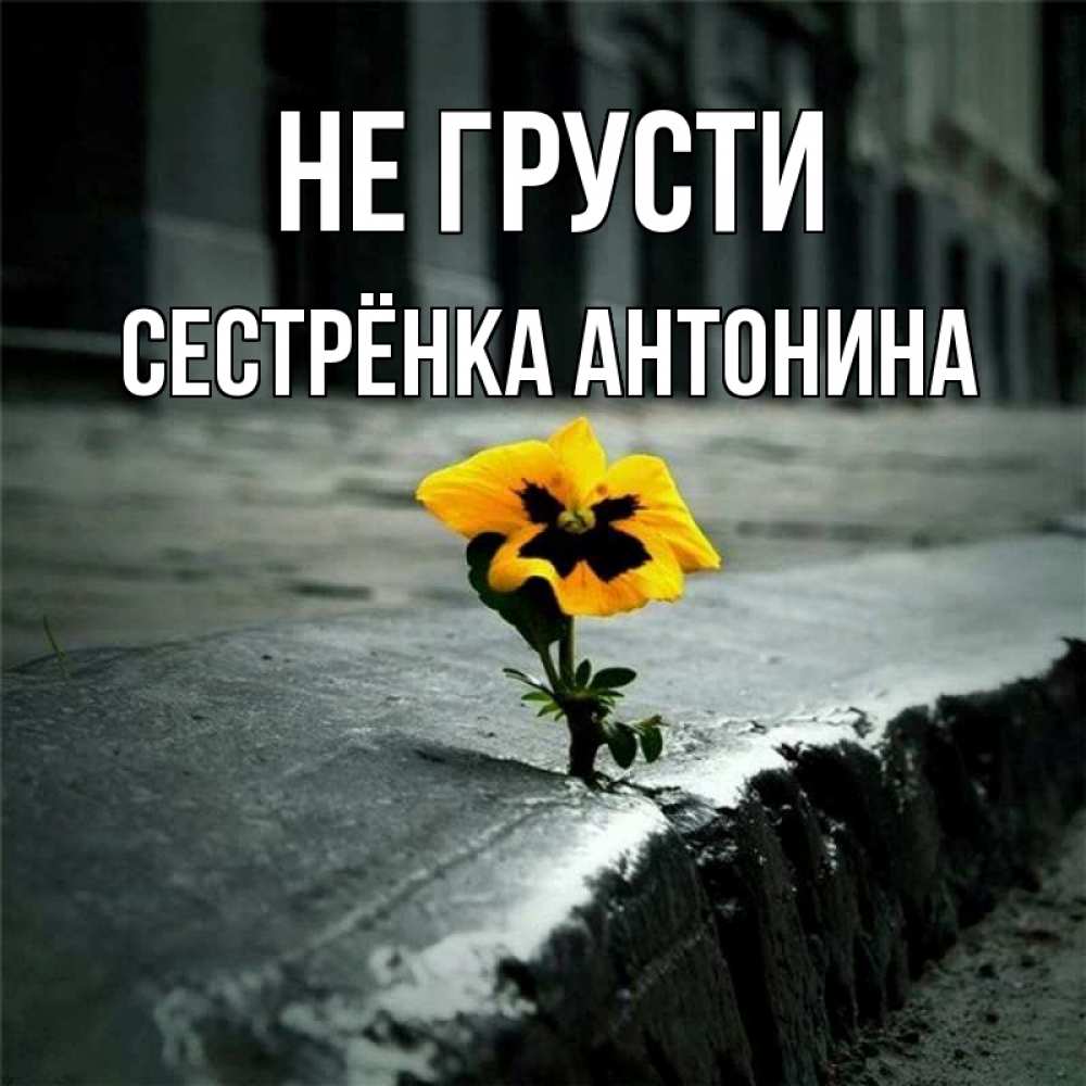 Открытка на каждый день с именем, Сестрёнка-Антонина Не грусти не сдавайся Прикольная открытка с пожеланием онлайн скачать бесплатно 