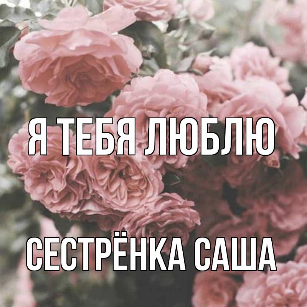 Открытка на каждый день с именем, Сестрёнка-Саша Я тебя люблю розы 3 Прикольная открытка с пожеланием онлайн скачать бесплатно 