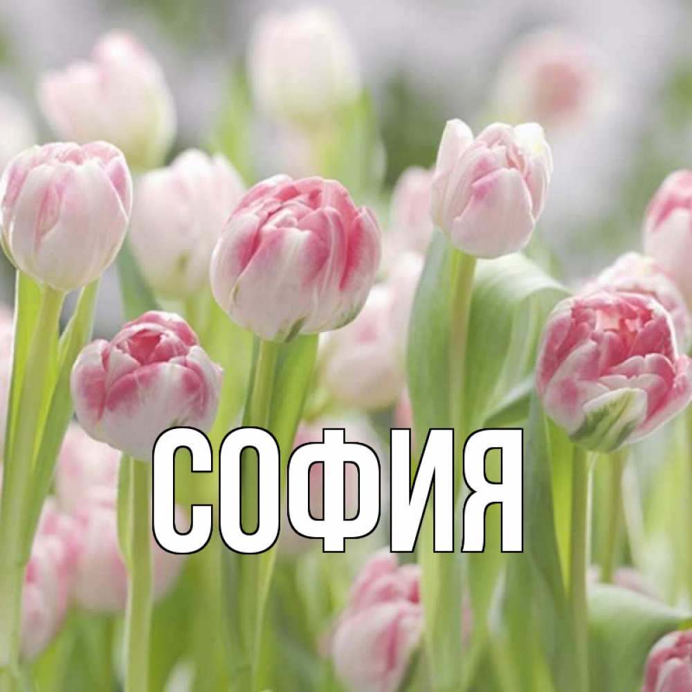 Открытка на каждый день с именем, София Главная цветы Прикольная открытка с пожеланием онлайн скачать бесплатно 