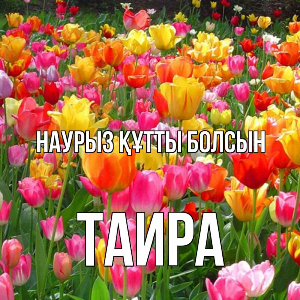 Открытка на каждый день с именем, Таира Наурыз құтты болсын на наурыз  ура ура Прикольная открытка с пожеланием онлайн скачать бесплатно 