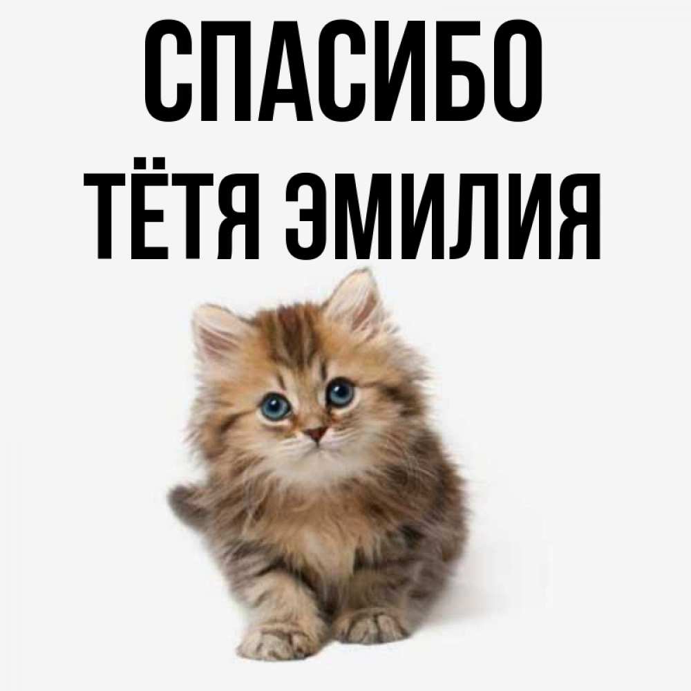 Открытка на каждый день с именем, Тётя-Эмилия Спасибо пушистый котик Прикольная открытка с пожеланием онлайн скачать бесплатно 