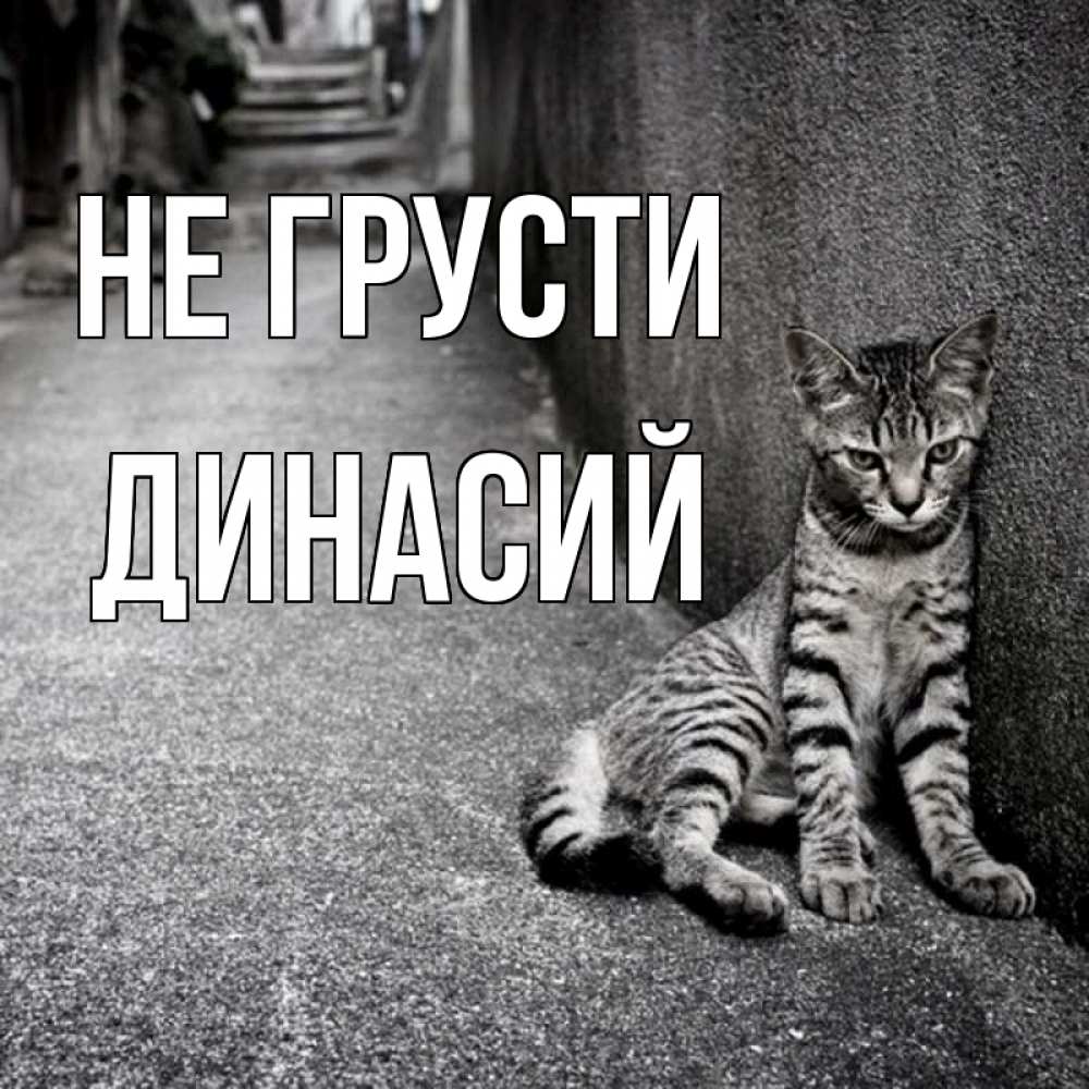 Открытка на каждый день с именем, Динасий Не грусти скучающий котик Прикольная открытка с пожеланием онлайн скачать бесплатно 
