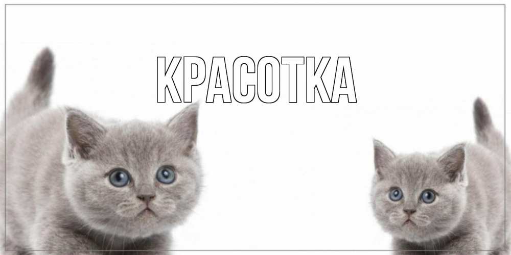 Открытка на каждый день с именем, красотка Главная открытка с котами Прикольная открытка с пожеланием онлайн скачать бесплатно 