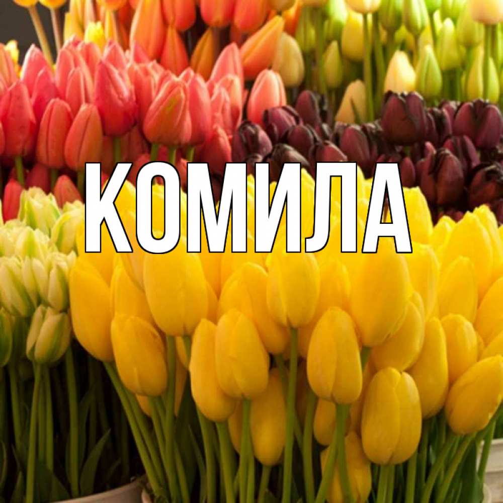 Открытка на каждый день с именем, Комила Главная цветы Прикольная открытка с пожеланием онлайн скачать бесплатно 