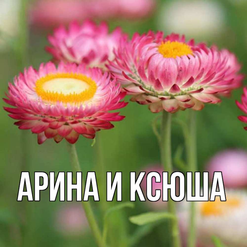 Открытка на каждый день с именем, Арина-и-Ксюша Главная подарок на международный женский день Прикольная открытка с пожеланием онлайн скачать бесплатно 