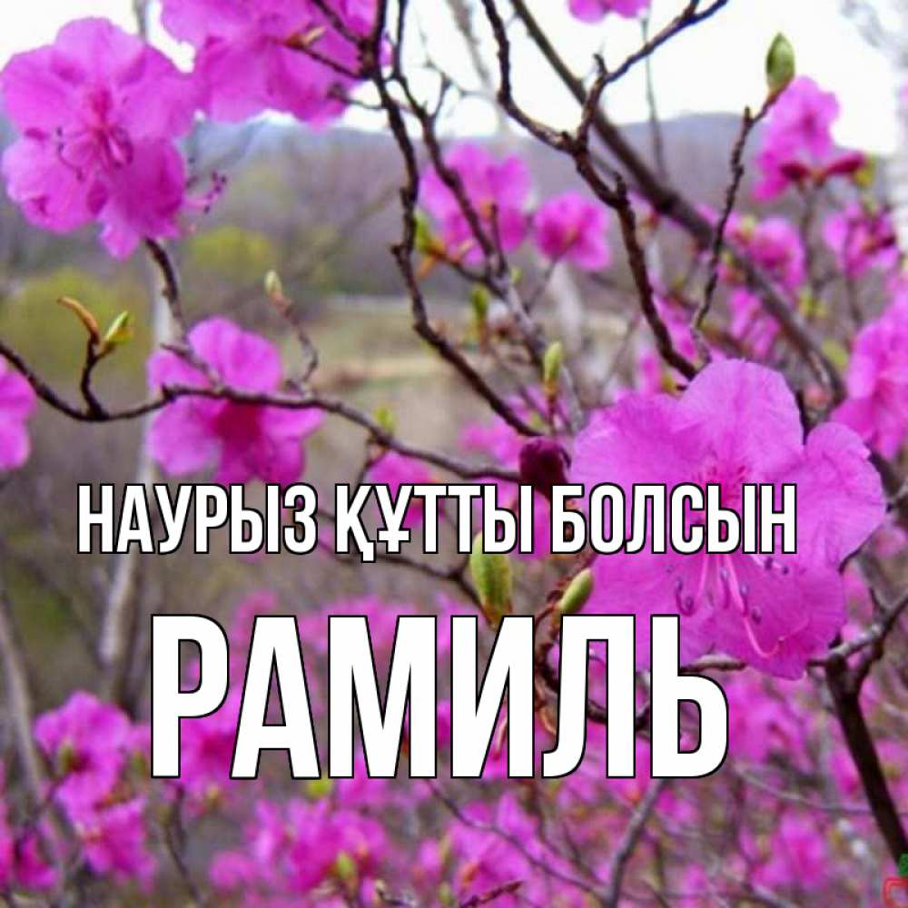 Открытка на каждый день с именем, Рамиль Наурыз құтты болсын наурыз мейрамы кутты болсын Прикольная открытка с пожеланием онлайн скачать бесплатно 