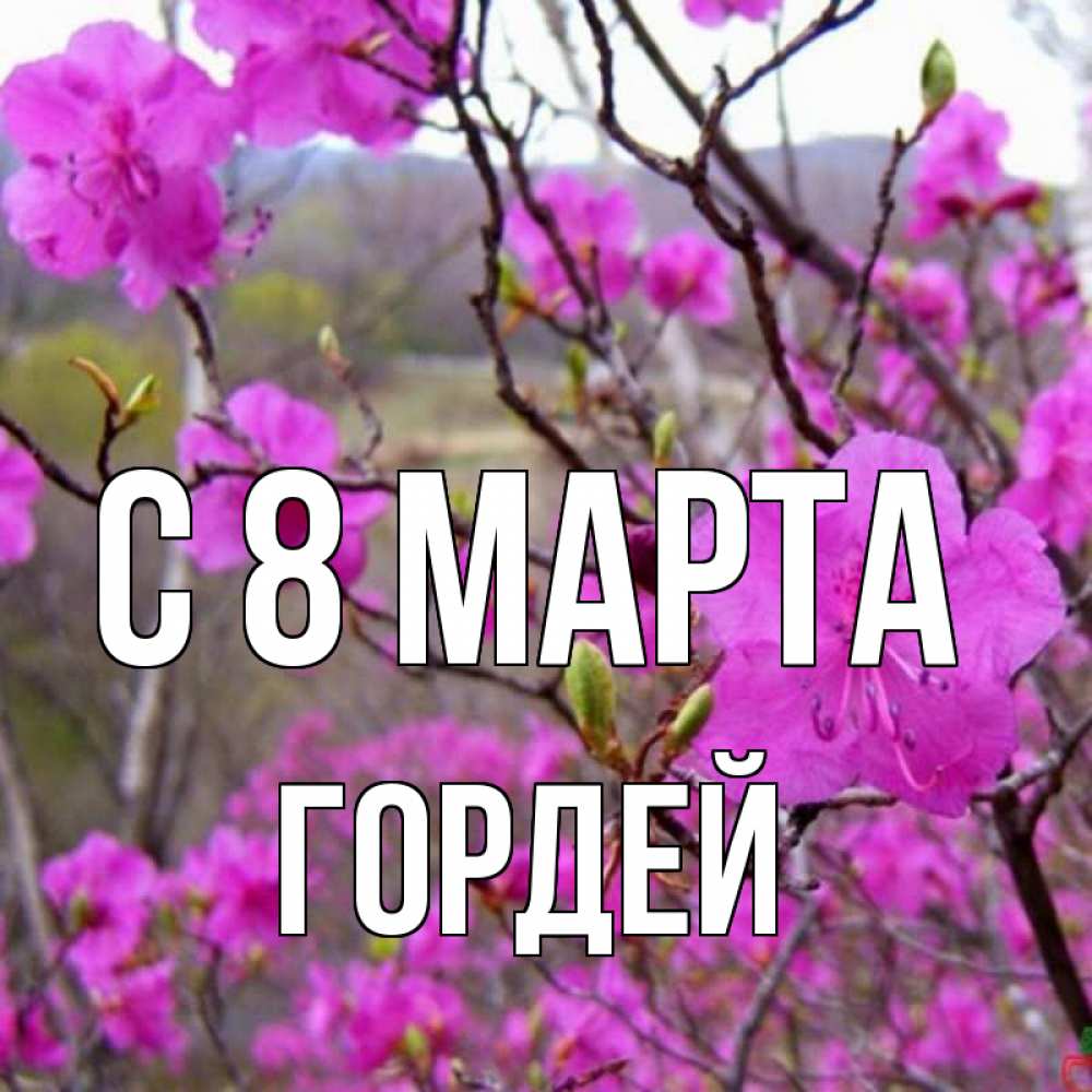 Картинка С 8 МАРТА, Гордей