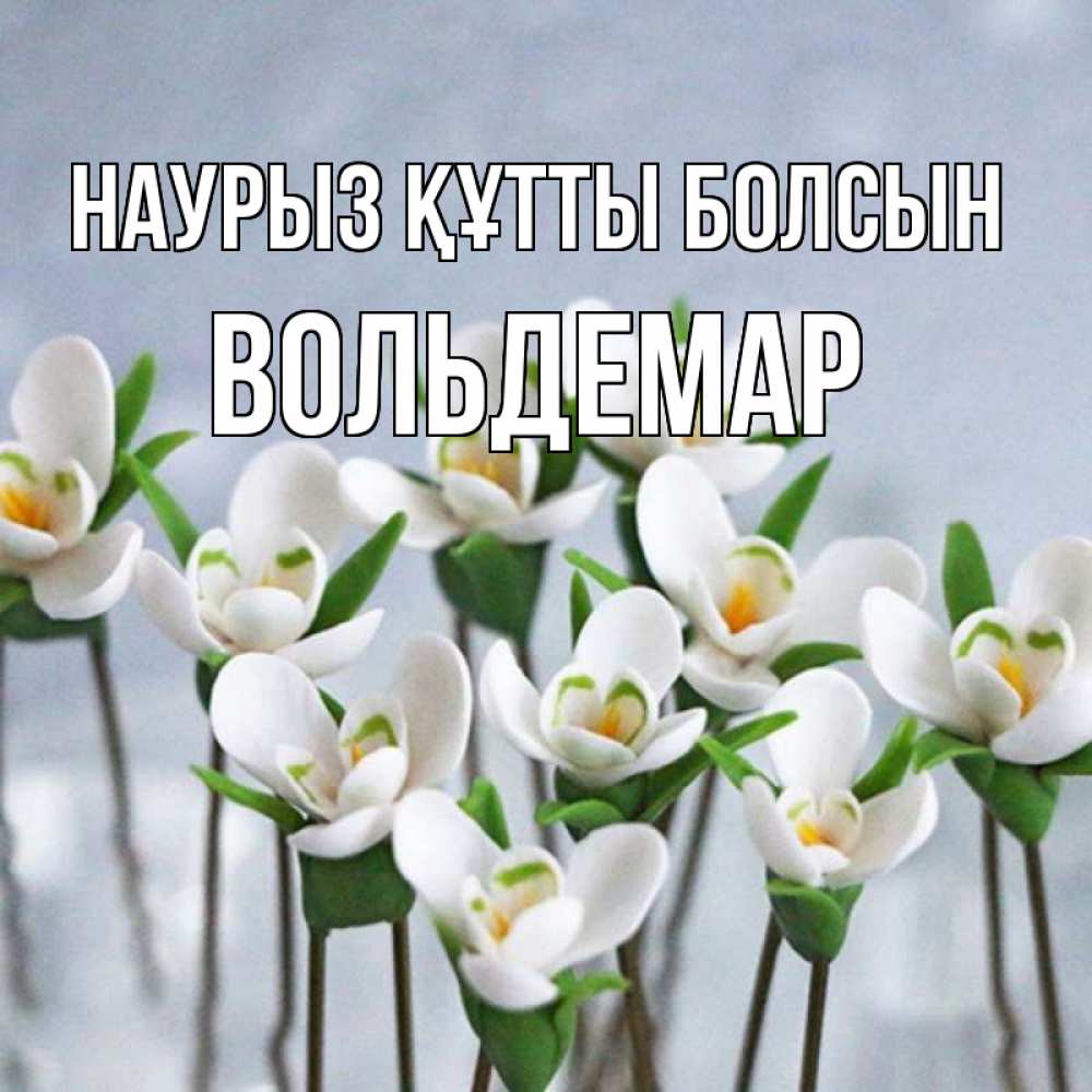 Открытка на каждый день с именем, Вольдемар Наурыз құтты болсын весенние цветы Прикольная открытка с пожеланием онлайн скачать бесплатно 