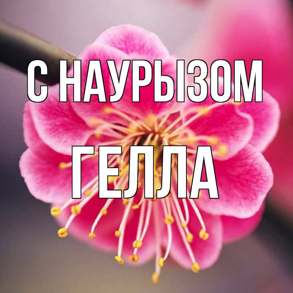 Открытка на каждый день с именем, Гелла С наурызом цветы Прикольная открытка с пожеланием онлайн скачать бесплатно 