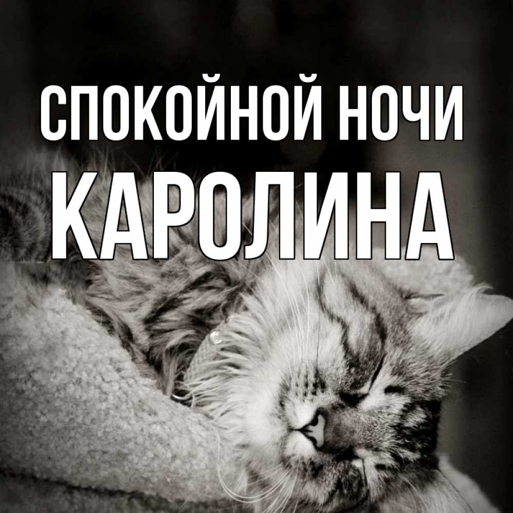 Открытка на каждый день с именем, Каролина Спокойной ночи котярик пушистый Прикольная открытка с пожеланием онлайн скачать бесплатно 
