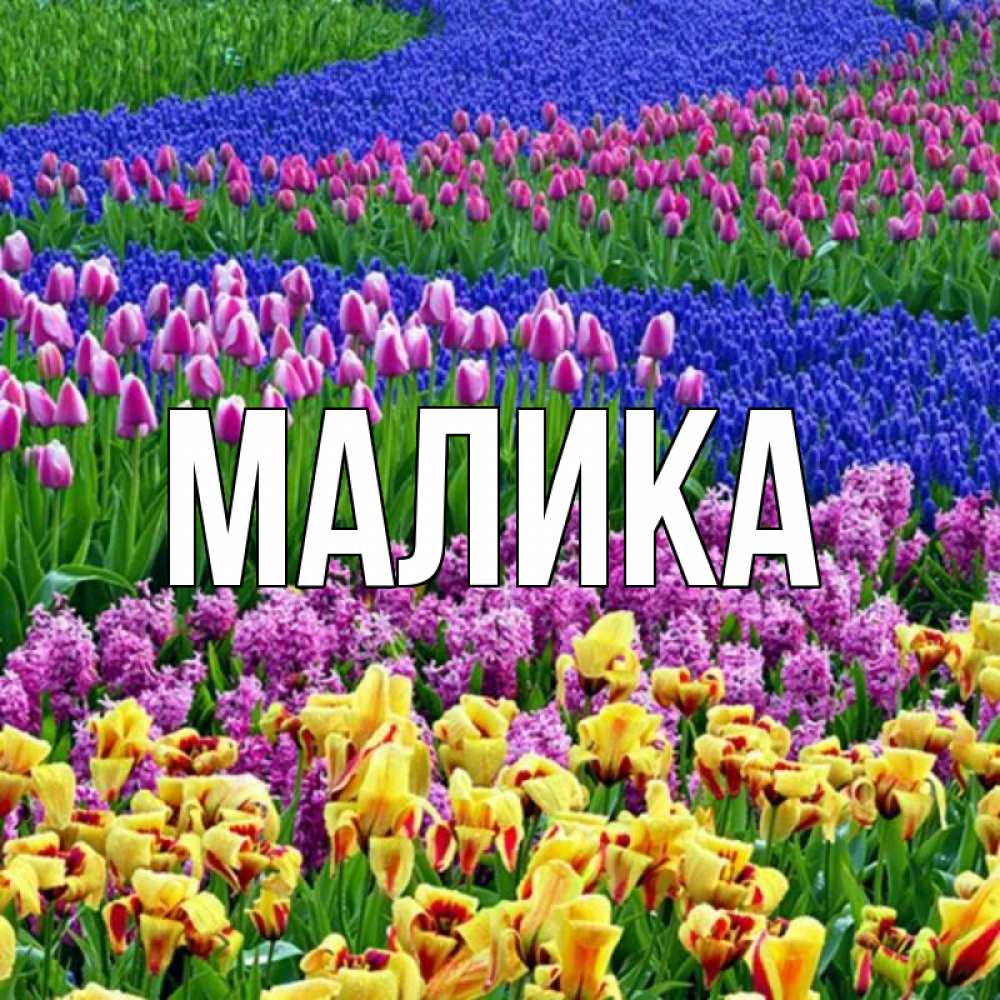 Открытка на каждый день с именем, Малика Главная цветы Прикольная открытка с пожеланием онлайн скачать бесплатно 