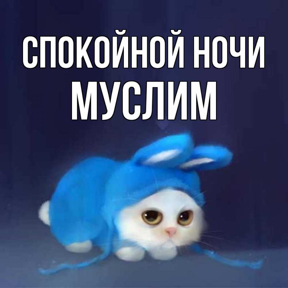 Открытка на каждый день с именем, Муслим Спокойной ночи кот в голубом костюме кролика с ушками Прикольная открытка с пожеланием онлайн скачать бесплатно 
