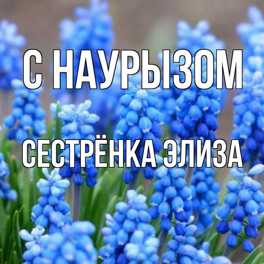 Открытка на каждый день с именем, Сестрёнка-Элиза С наурызом Поздравительная открытка для женщин с цветами на праздничную дату Прикольная открытка с пожеланием онлайн скачать бесплатно 