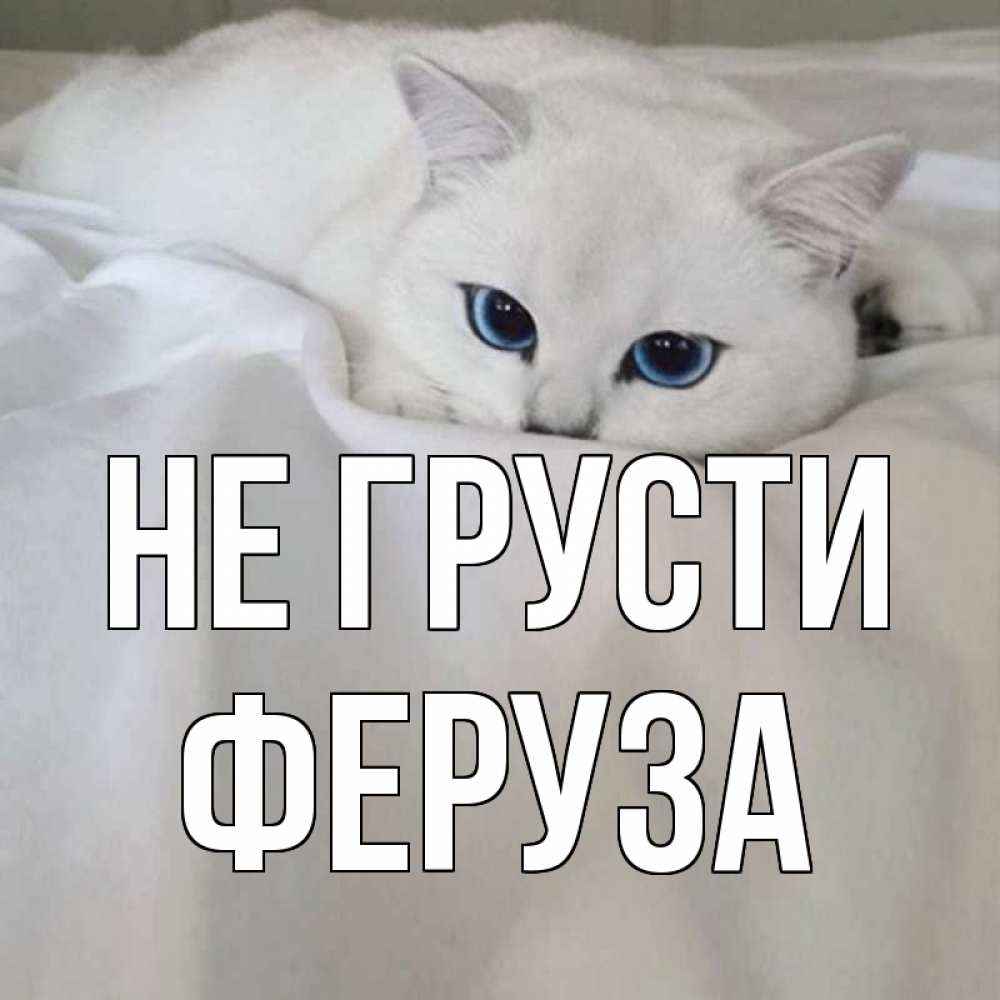 Открытка на каждый день с именем, Феруза Не грусти белый кот с голубыми глазами на белоснежной кровати Прикольная открытка с пожеланием онлайн скачать бесплатно 