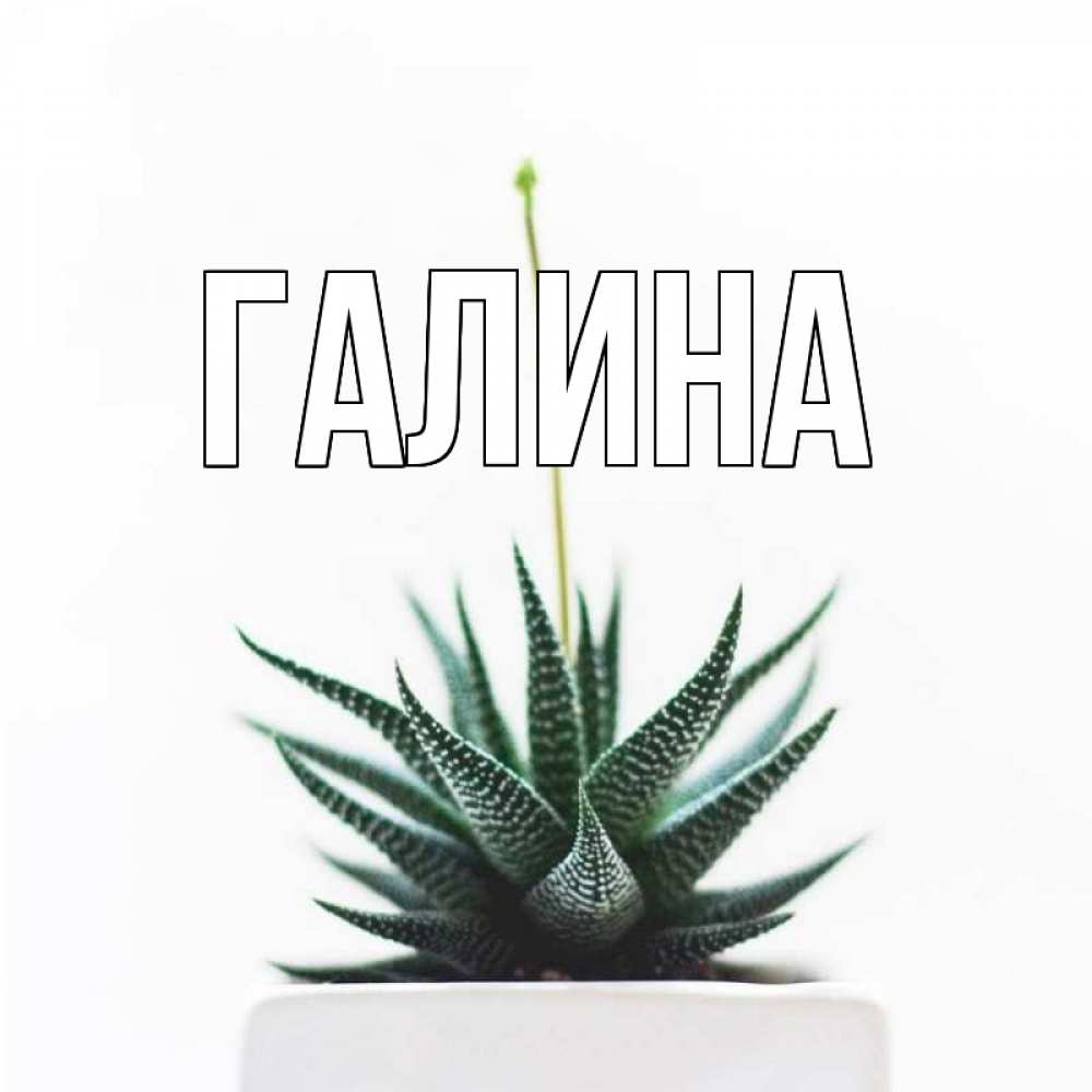 Открытка на каждый день с именем, Галина Главная короче это непонятная колючка Прикольная открытка с пожеланием онлайн скачать бесплатно 