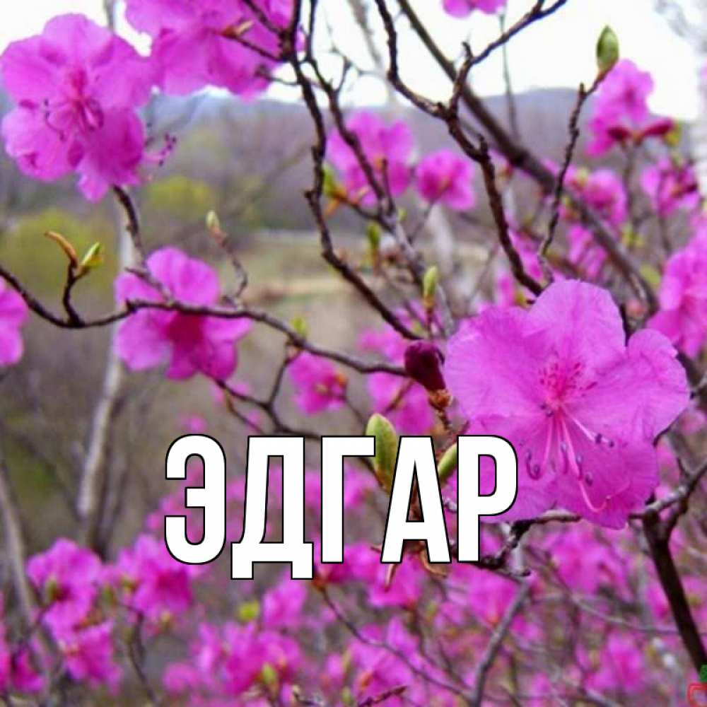 Открытка на каждый день с именем, Эдгар Главная международный женский день Прикольная открытка с пожеланием онлайн скачать бесплатно 